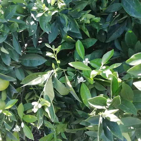 Tapias, Casa Mane Πουέρτο Ντε Λα Κρουζ