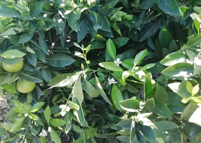 Tapias, Casa Mane 푸에르토 드 라 크루즈