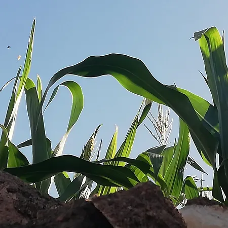 Tapias, Casa Mane Feriehus